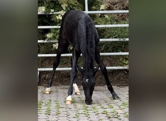 Duitse rijpony, Merrie, Veulen (02/2026), Zwart