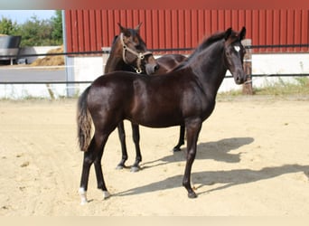 Duitse rijpony, Merrie, Veulen (03/2026), Zwart