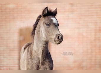 Duitse rijpony, Merrie, Veulen (03/2025), Zwart