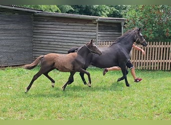 Duitse rijpony, Merrie, Veulen (02/2026), Zwartbruin