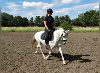 Duitse rijpony, Ruin, 10 Jaar, 130 cm, Schimmel