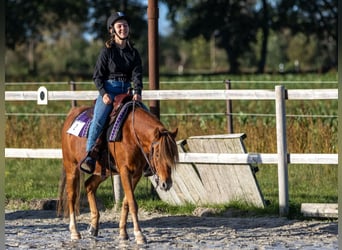 Duitse rijpony, Ruin, 10 Jaar, 132 cm, Vos