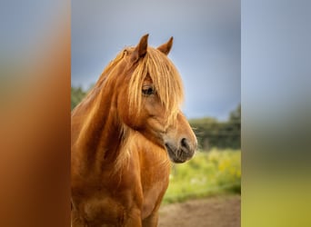 Duitse rijpony, Ruin, 10 Jaar, 132 cm, Vos