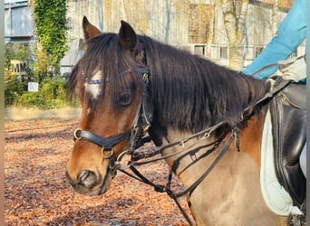 Duitse rijpony, Ruin, 10 Jaar, 135 cm, Donkere-vos