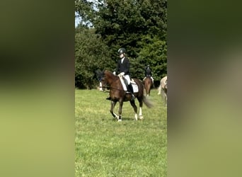 Duitse rijpony, Ruin, 10 Jaar, 135 cm, Donkere-vos