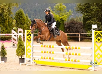 Duitse rijpony, Ruin, 10 Jaar, 139 cm, Donkere-vos