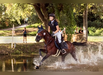 Duitse rijpony, Ruin, 10 Jaar, 141 cm, Brauner