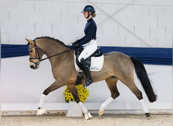 Duitse rijpony, Ruin, 10 Jaar, 141 cm, Bruin