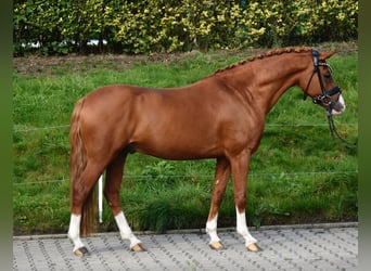 Duitse rijpony, Ruin, 10 Jaar, 143 cm, Vos