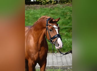 Duitse rijpony, Ruin, 10 Jaar, 143 cm, Vos