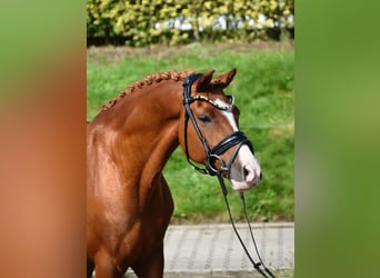 Duitse rijpony, Ruin, 10 Jaar, 143 cm, Vos