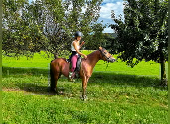 Duitse rijpony Mix, Ruin, 10 Jaar, 144 cm, Bruin