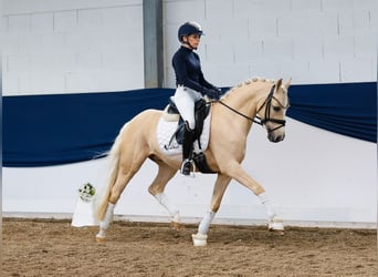 Duitse rijpony, Ruin, 10 Jaar, 144 cm, Palomino