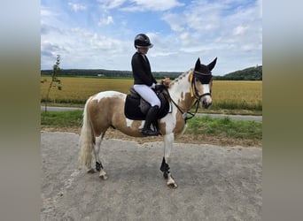 Duitse rijpony, Ruin, 10 Jaar, 144 cm, Palomino