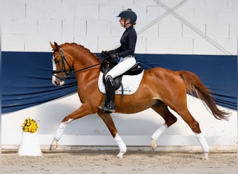 Duitse rijpony, Ruin, 10 Jaar, 145 cm, Donkere-vos