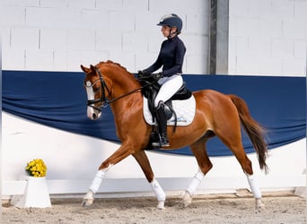 Duitse rijpony, Ruin, 10 Jaar, 145 cm, Donkere-vos