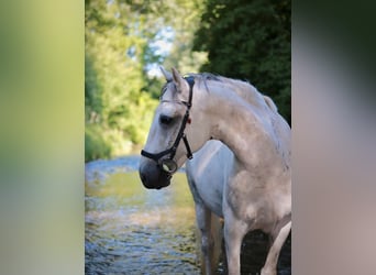 Duitse rijpony Mix, Ruin, 10 Jaar, 146 cm, Blauwschimmel