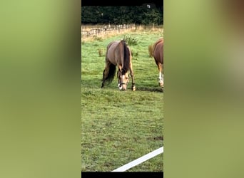 Duitse rijpony, Ruin, 10 Jaar, 146 cm, Buckskin