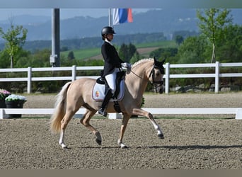 Duitse rijpony, Ruin, 10 Jaar, 146 cm, Palomino