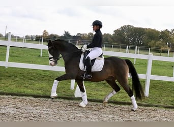 Duitse rijpony, Ruin, 10 Jaar, 147 cm, Bruin