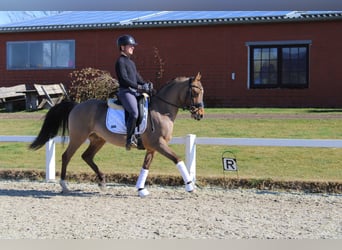 Duitse rijpony, Ruin, 10 Jaar, 147 cm, Falbe