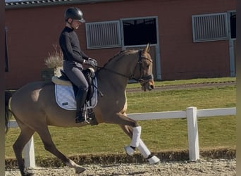 Duitse rijpony, Ruin, 10 Jaar, 147 cm, Falbe