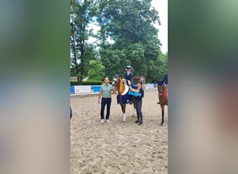 Duitse rijpony, Ruin, 10 Jaar, 147 cm, Vos