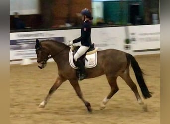 Duitse rijpony, Ruin, 10 Jaar, 148 cm, Bruin