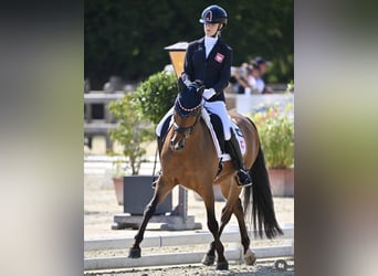 Duitse rijpony, Ruin, 10 Jaar, 148 cm, Bruin
