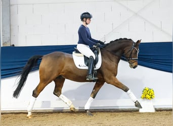 Duitse rijpony, Ruin, 10 Jaar, 148 cm, Bruin