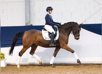 Duitse rijpony, Ruin, 10 Jaar, 148 cm, Bruin