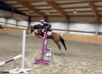 Duitse rijpony, Ruin, 10 Jaar, 148 cm, Bruin