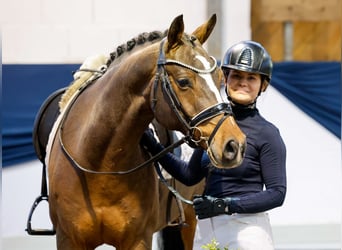 Duitse rijpony, Ruin, 10 Jaar, 148 cm, Bruin