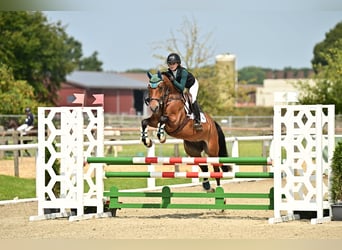 Duitse rijpony, Ruin, 10 Jaar, 148 cm, Bruin