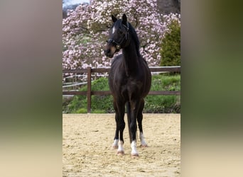 Duitse rijpony, Ruin, 10 Jaar, 148 cm, Donkerbruin