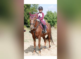 Duitse rijpony, Ruin, 10 Jaar, 148 cm, Donkere-vos