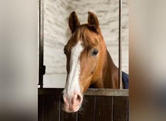 Duitse rijpony, Ruin, 10 Jaar, 148 cm, Falbe