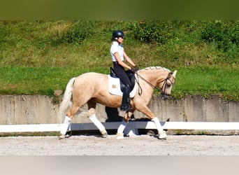 Duitse rijpony, Ruin, 10 Jaar, 148 cm, Palomino