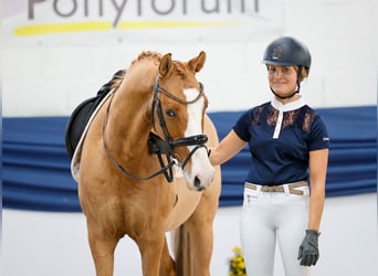 Duitse rijpony, Ruin, 10 Jaar, 148 cm, Palomino