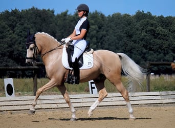 Duitse rijpony, Ruin, 10 Jaar, 148 cm, Palomino