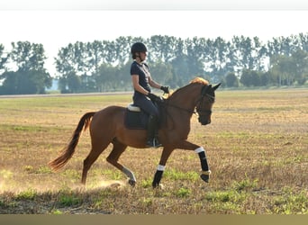 Duitse rijpony, Ruin, 10 Jaar, 148 cm, Vos