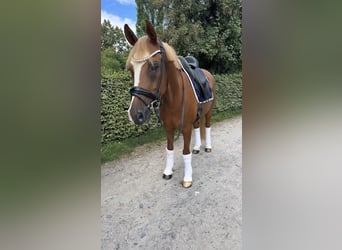 Duitse rijpony, Ruin, 10 Jaar, 148 cm, Vos