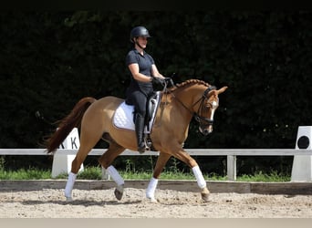 Duitse rijpony, Ruin, 10 Jaar, 148 cm, Vos