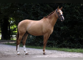 Duitse rijpony, Ruin, 10 Jaar, 148 cm, Vos