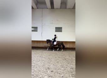 Duitse rijpony, Ruin, 10 Jaar, 148 cm, Vos