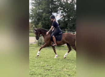 Duitse rijpony, Ruin, 10 Jaar, 148 cm, Vos