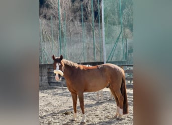 Duitse rijpony, Ruin, 10 Jaar, 148 cm, Vos