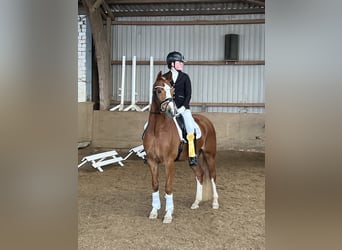 Duitse rijpony, Ruin, 10 Jaar, 148 cm, Vos