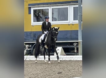 Duitse rijpony, Ruin, 10 Jaar, 148 cm, Zwart