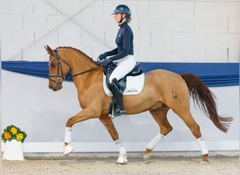 Duitse rijpony, Ruin, 10 Jaar, 150 cm, Vos